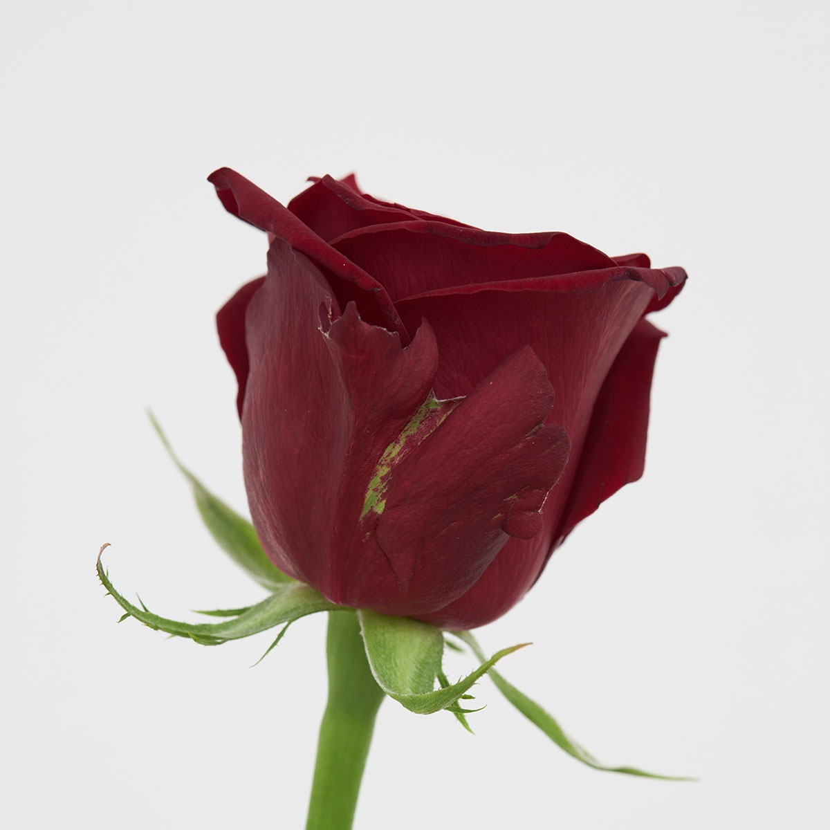 バラの外側の花弁に黒ずみや色抜けが見られますが、これは何ですか