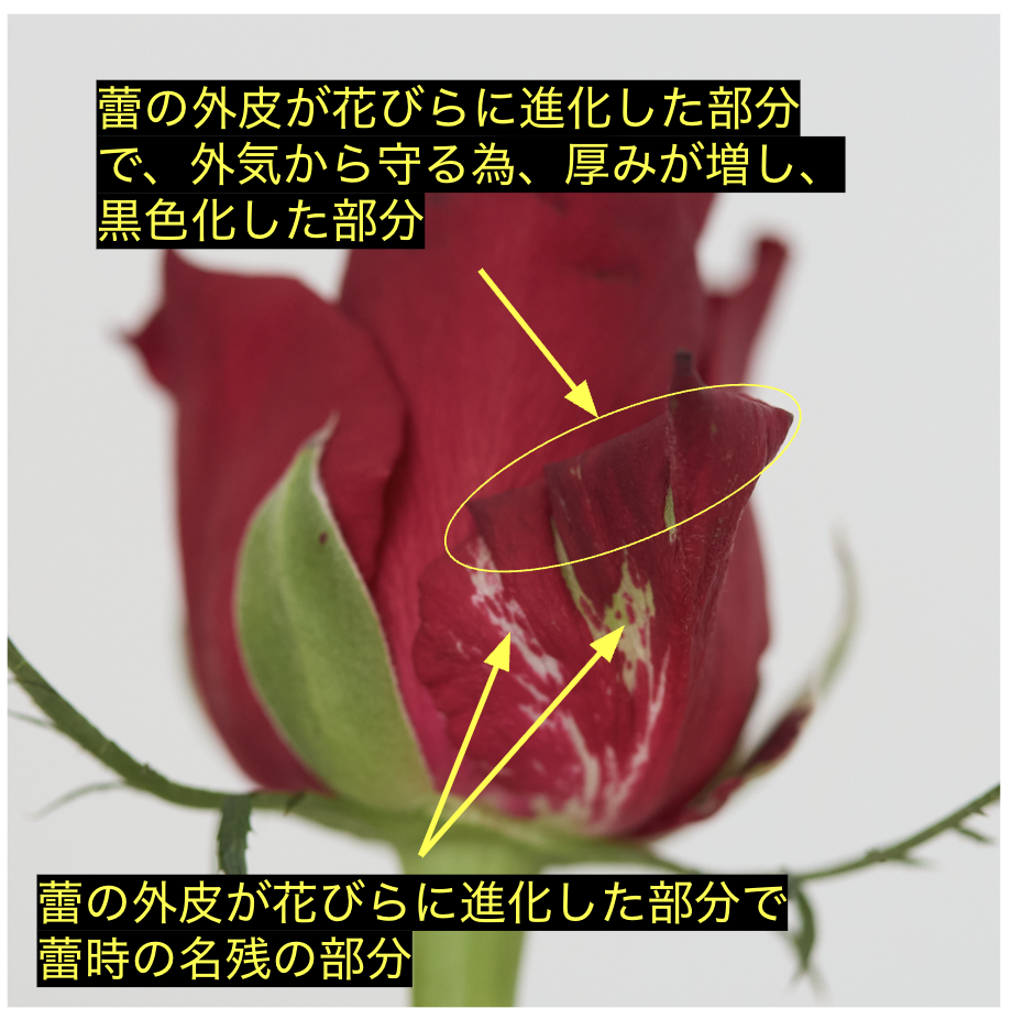 蕾を守る外皮が成長の過程で花びらへと変化した部分は、外気から花を守る役割を持っており、そのため厚みが増し、部分的に緑や白、あるいは黒みを帯びることがございます。こちらも自然な現象であり、花の美しさや品質には影響いたしません。